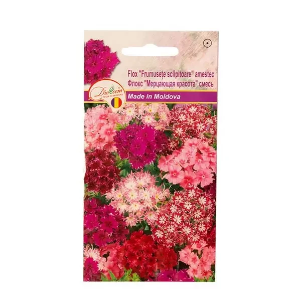 Seminte flori Flox frumusete sclipitoare amestec, 0.1g
