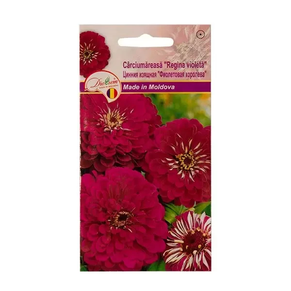 Seminte flori carciumareasa Regina violeta, 0.5g