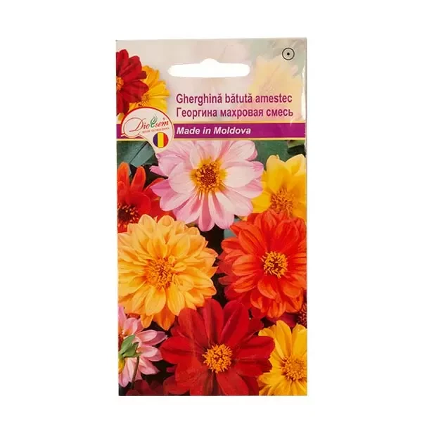 Seminte flori Gherghina batuta amestec, 0.15g