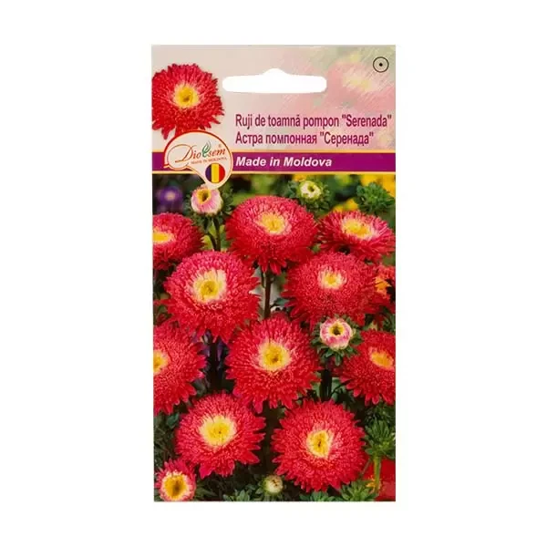 Seminte flori ruji de toamna pompon Serenada, 0.2g